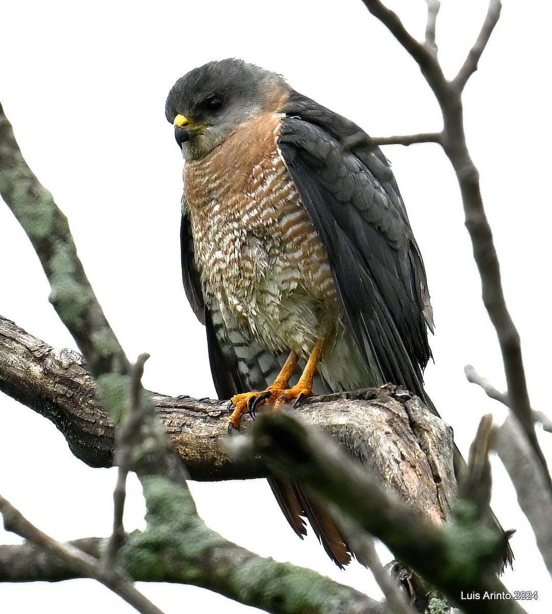 Levant Sparrowhawk - ML620586308