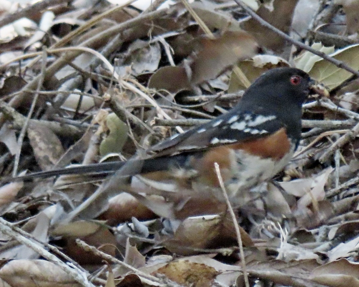 Spotted Towhee - ML620586310