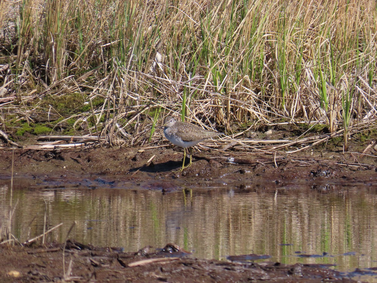 Solitary Sandpiper - ML620586311