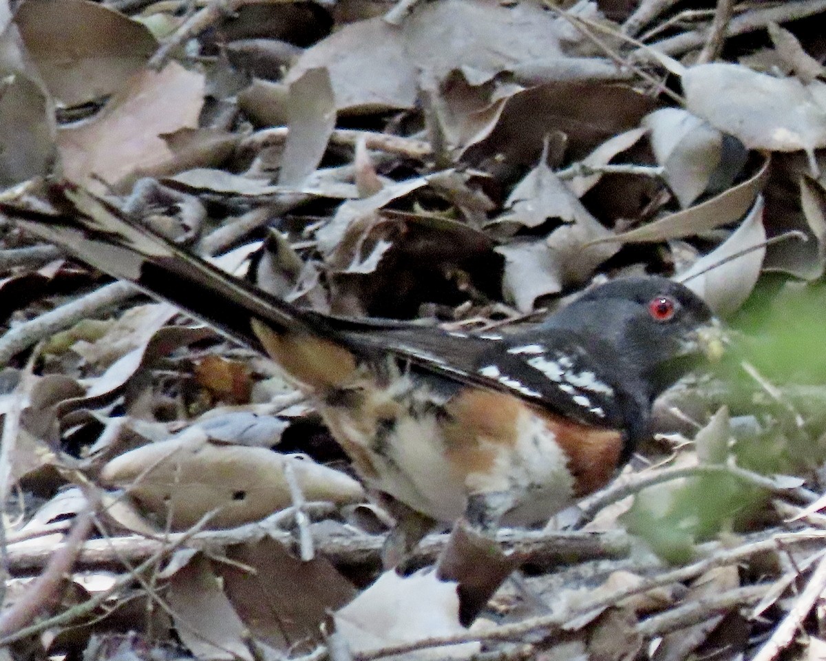 Spotted Towhee - ML620586313