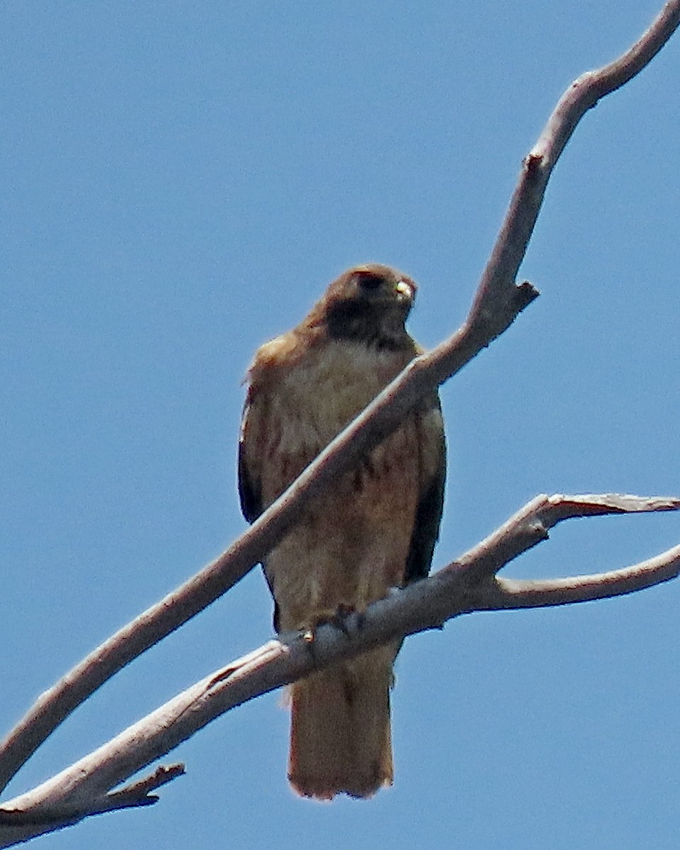 Red-tailed Hawk - ML620586325