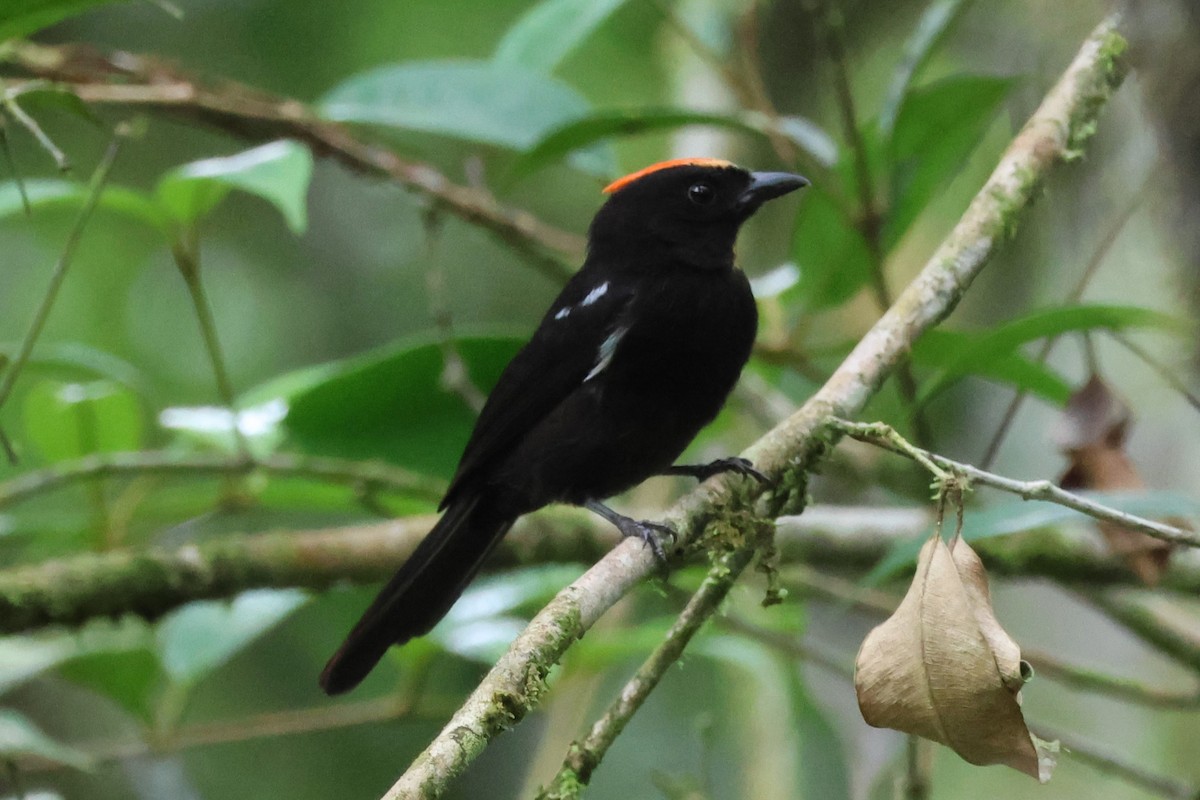 Flame-crested Tanager (Flame-crested) - ML620586327