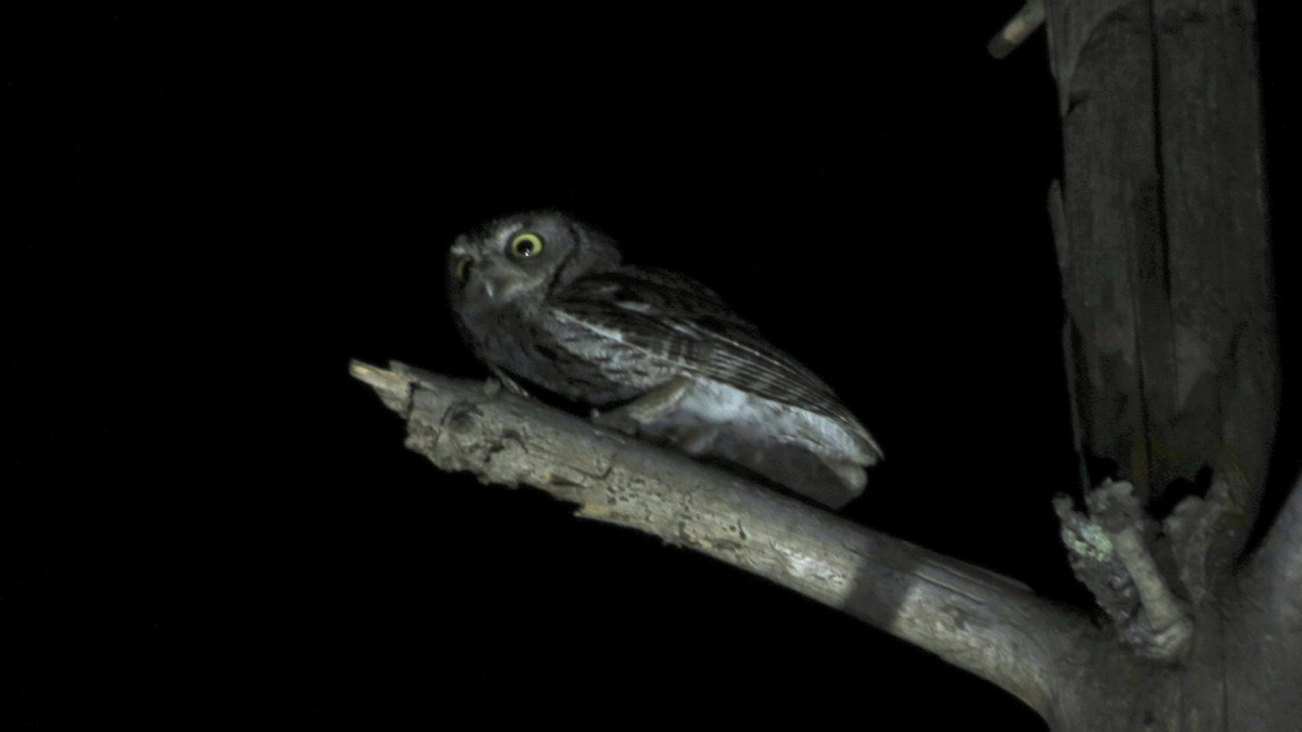 Western Screech-Owl - ML620586330