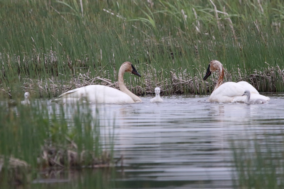 Trumpeter Swan - ML620586333