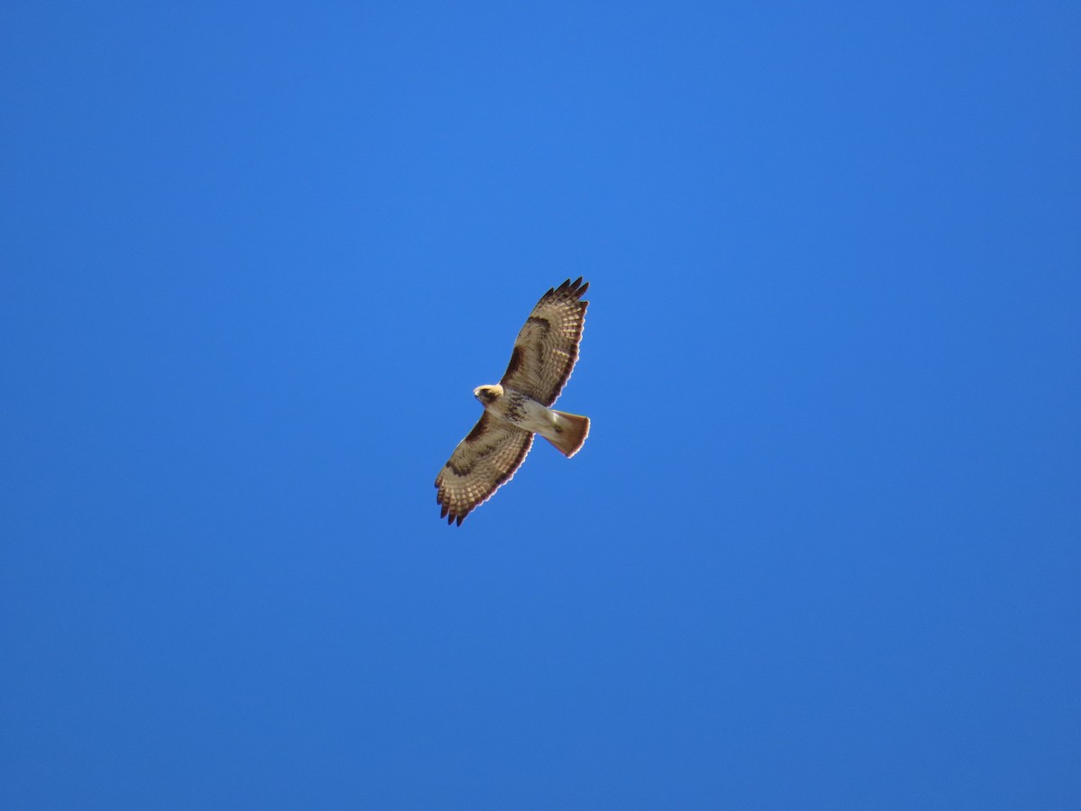 Red-tailed Hawk - ML620586338