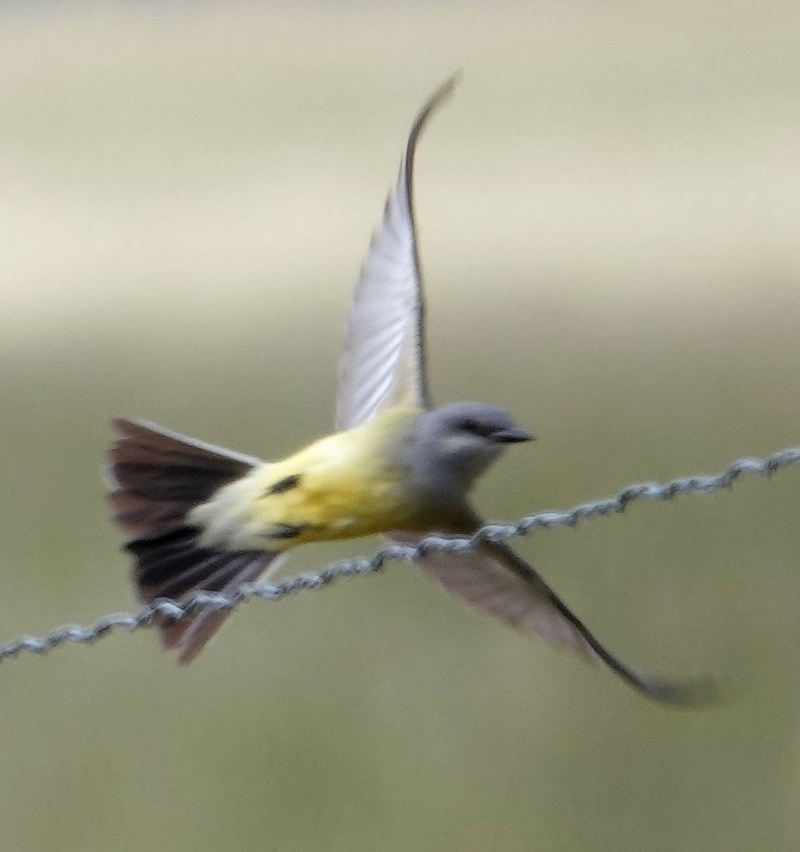 Western Kingbird - ML620586342