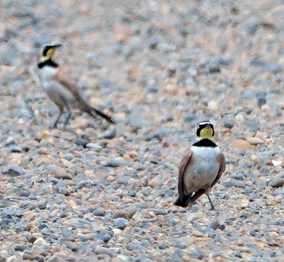 Horned Lark - ML620586358