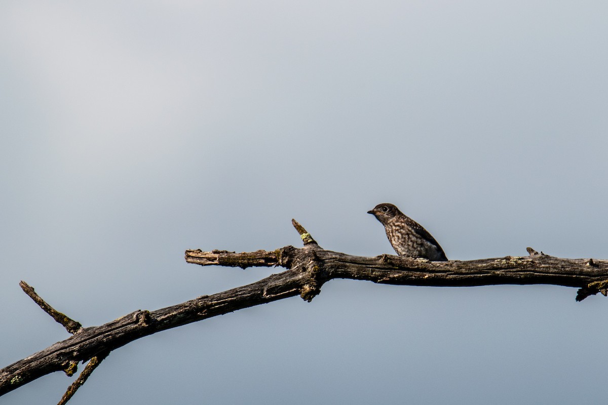 Eastern Bluebird - ML620586370