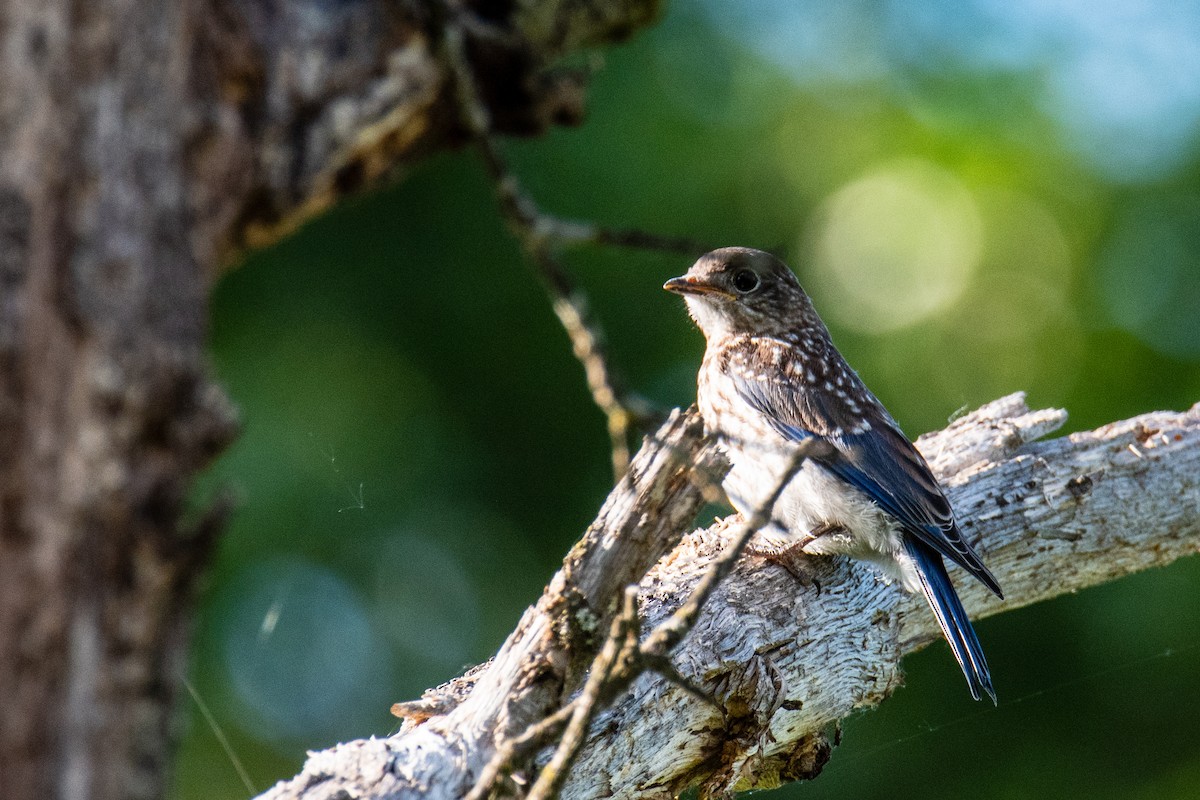 Eastern Bluebird - ML620586371