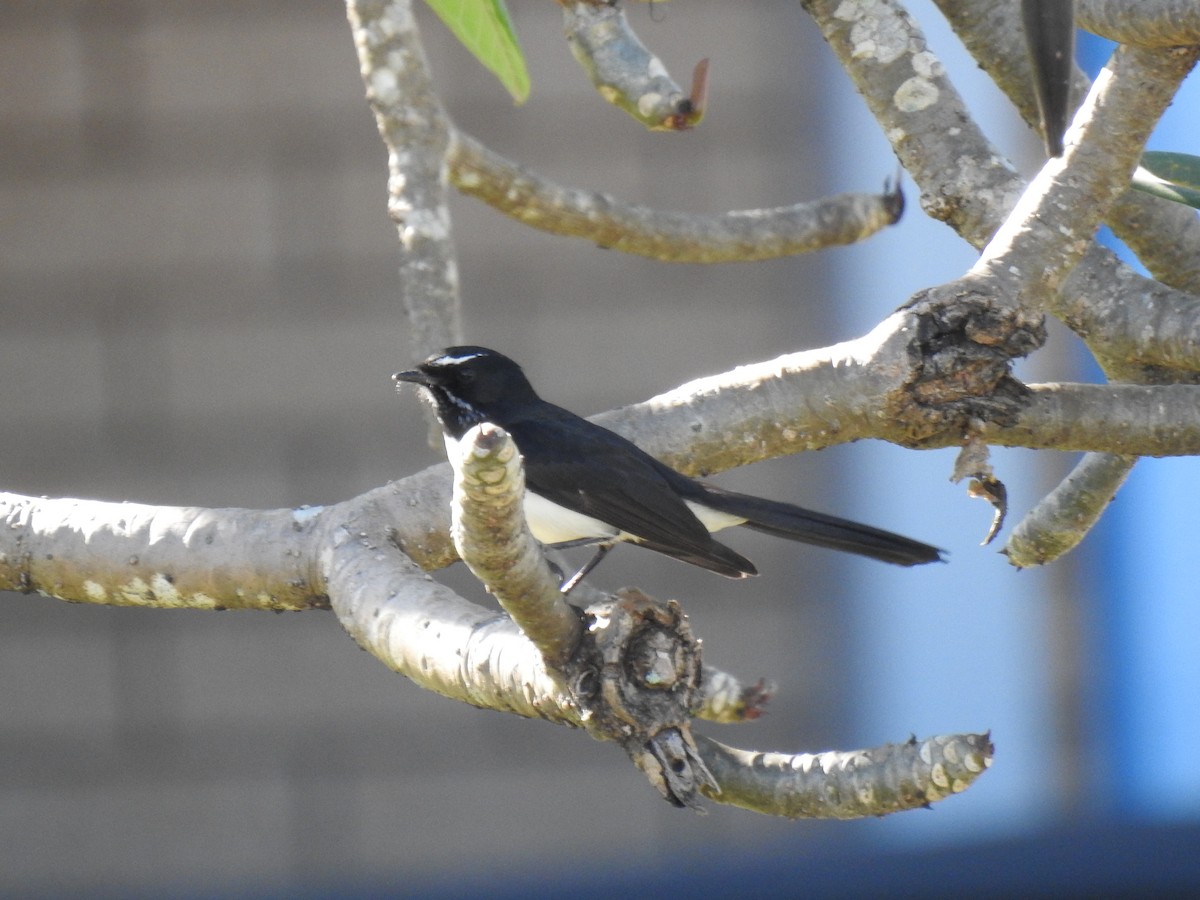 Willie-wagtail - ML620586377