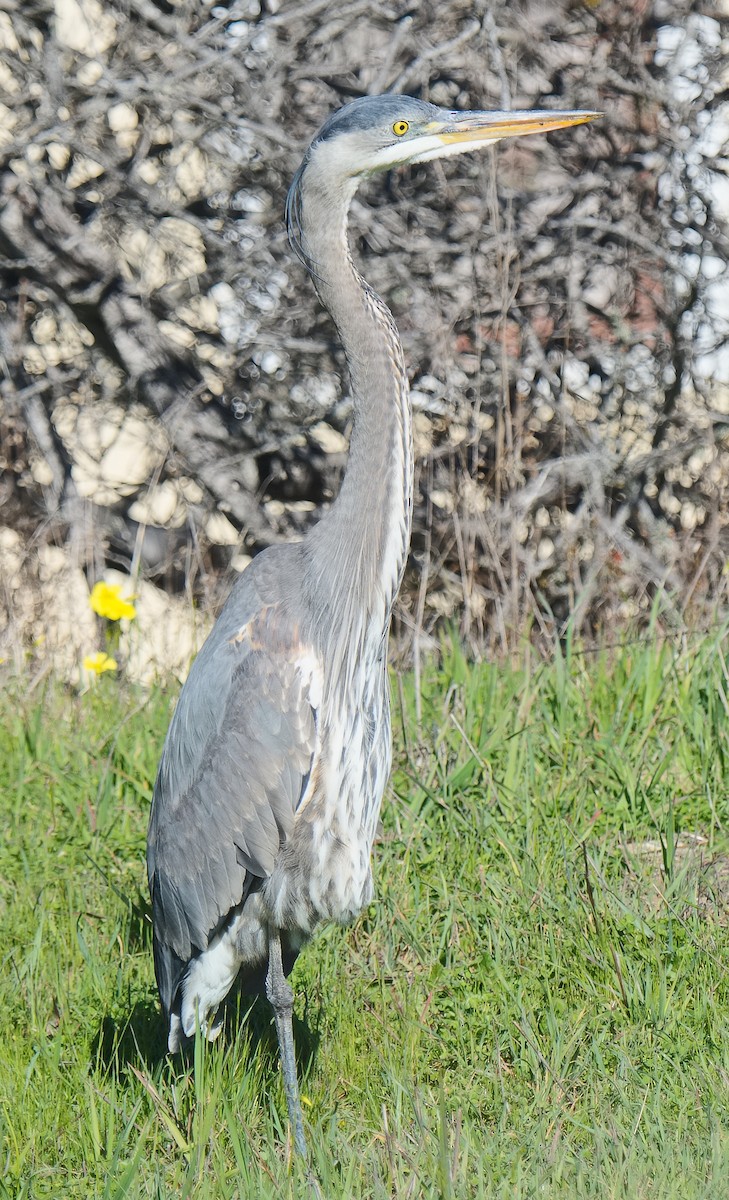 herodiashegre (herodias gr.) - ML620586379