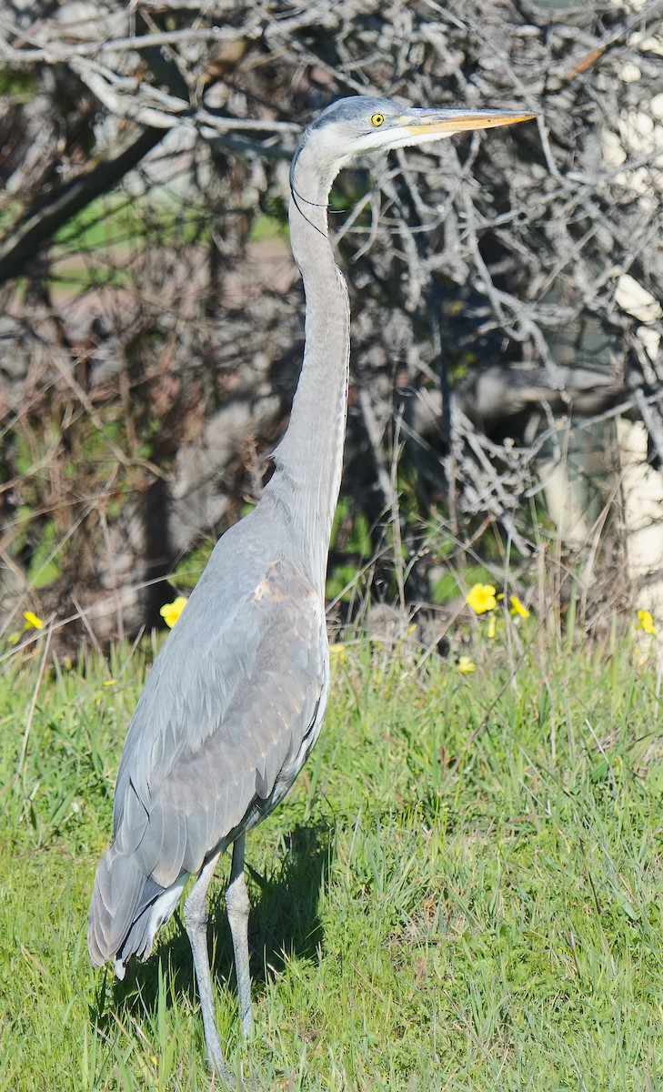 herodiashegre (herodias gr.) - ML620586382