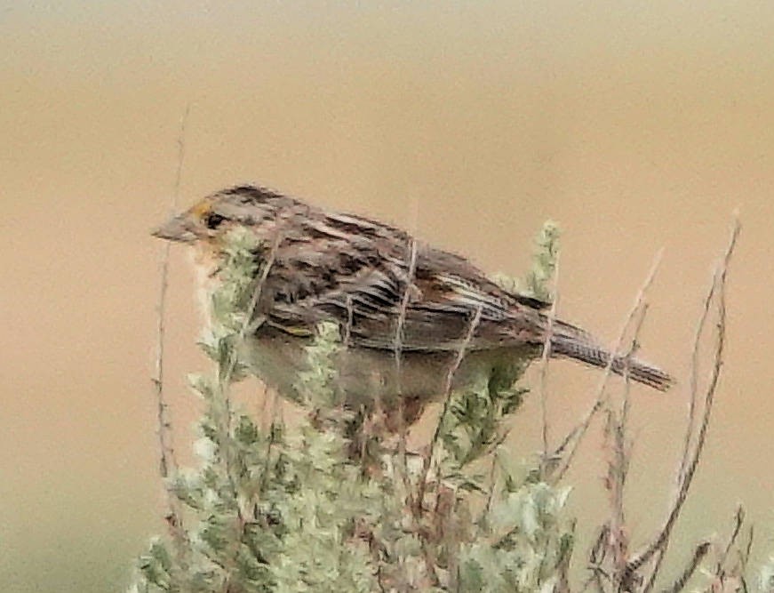 Grasshopper Sparrow - ML620586383