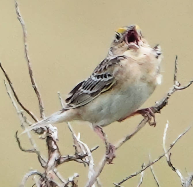 Grasshopper Sparrow - ML620586384