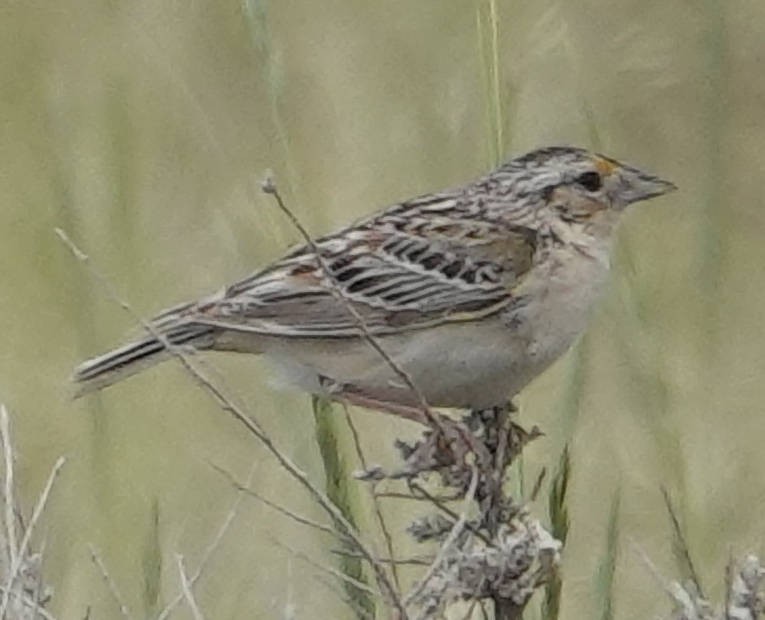 Grasshopper Sparrow - ML620586385