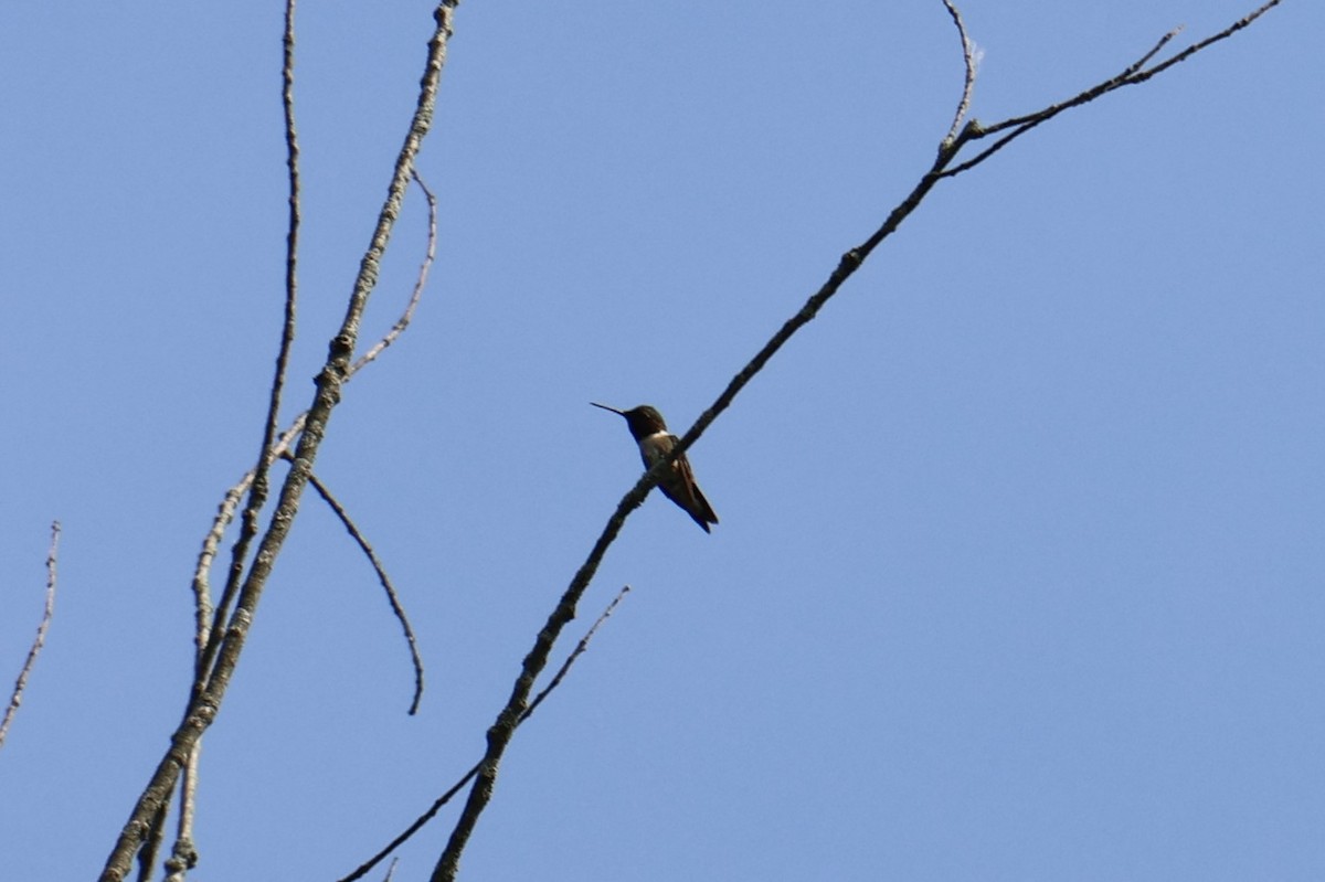 Colibri à gorge rubis - ML620586387