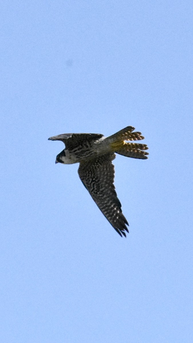 Peregrine Falcon - ML620586394