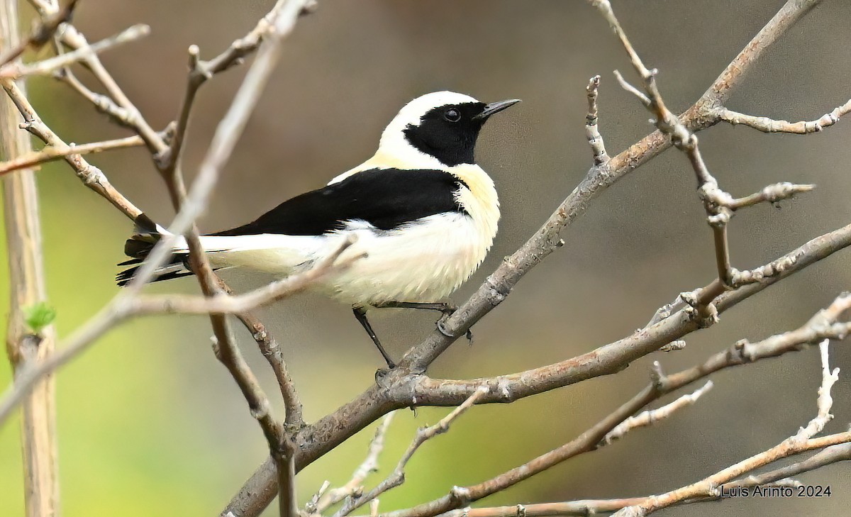 Eastern Black-eared Wheatear - ML620586398