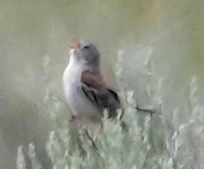 Field Sparrow - ML620586399