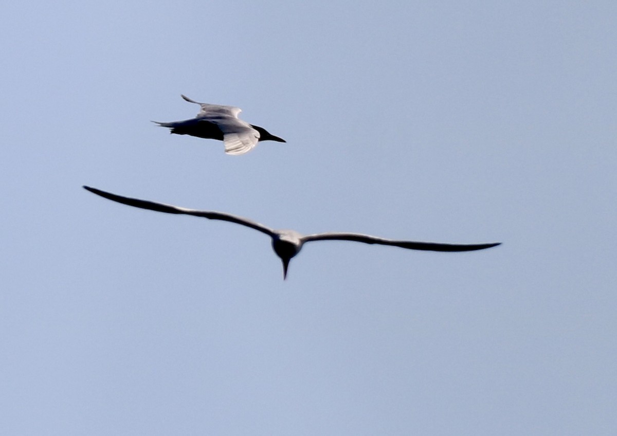 Caspian Tern - ML620586407