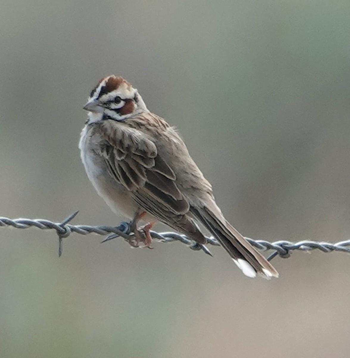 Lark Sparrow - ML620586409