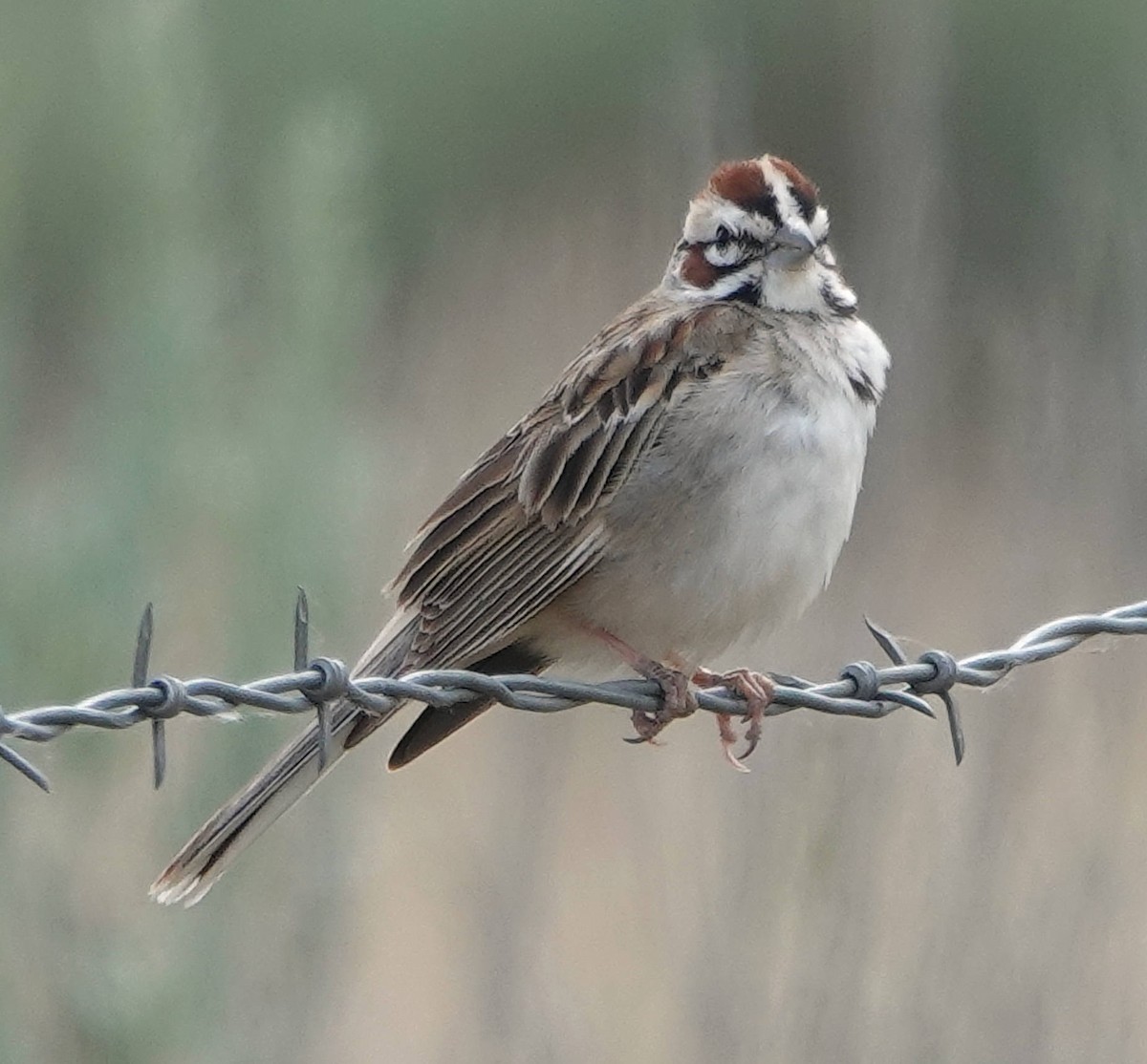 Lark Sparrow - ML620586410