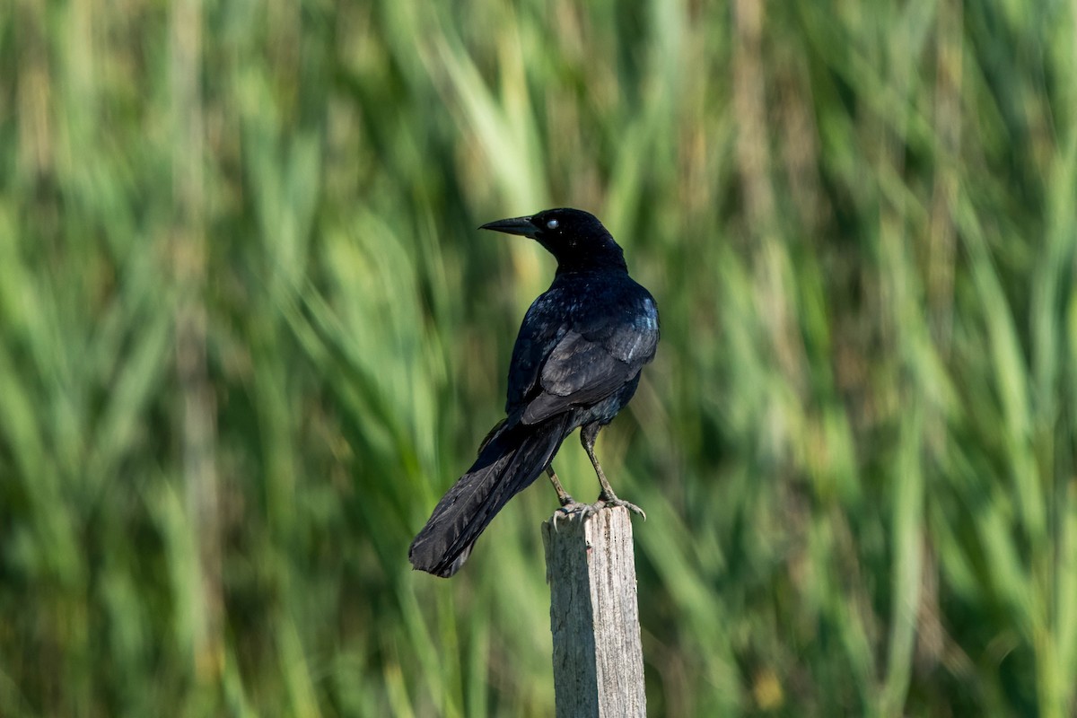 Boat-tailed Grackle - ML620586412