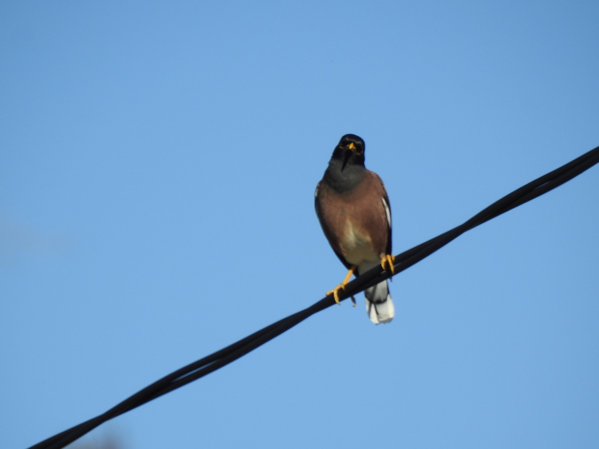 Common Myna - ML620586413