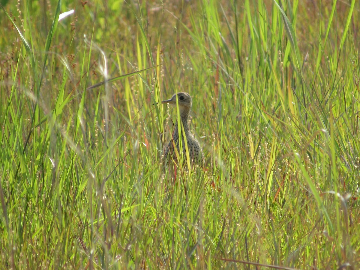 Upland Sandpiper - ML620586415