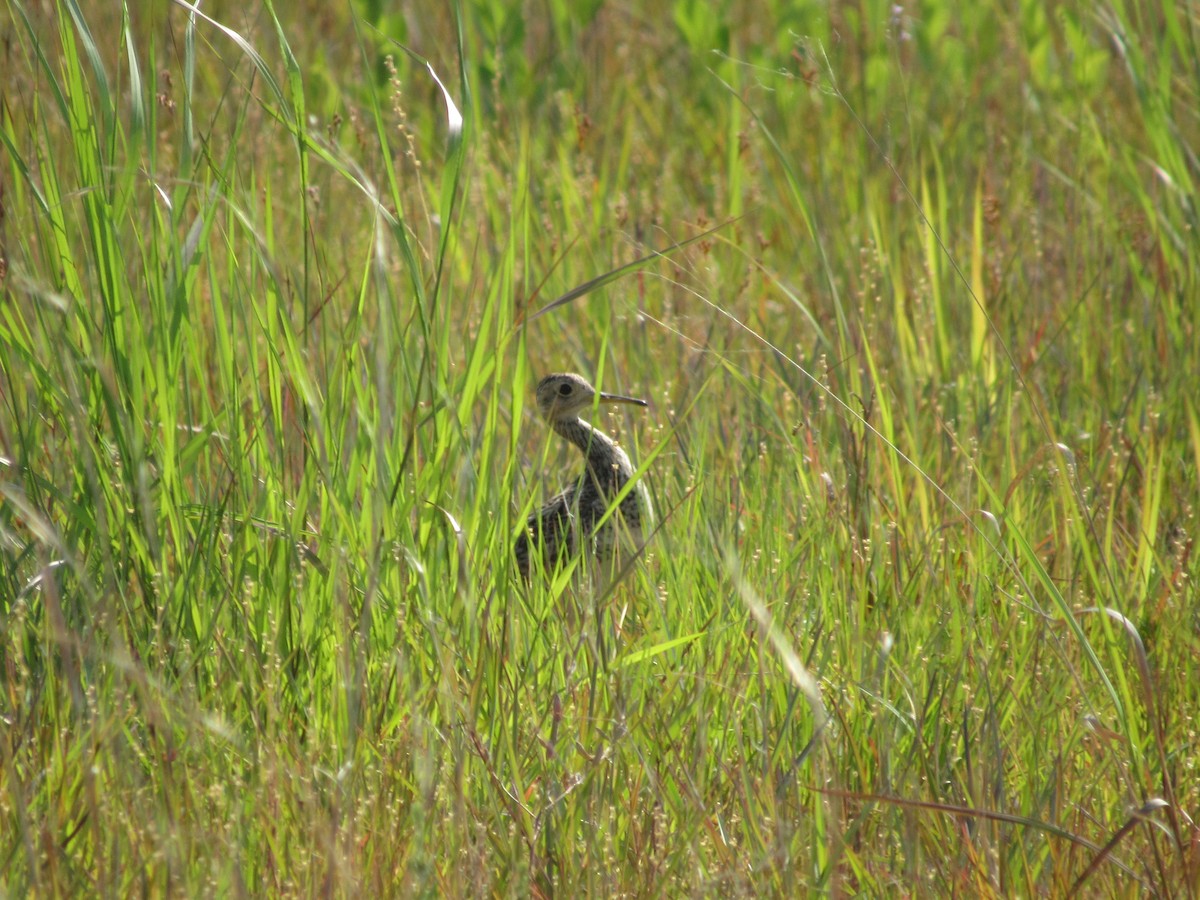 Upland Sandpiper - ML620586416