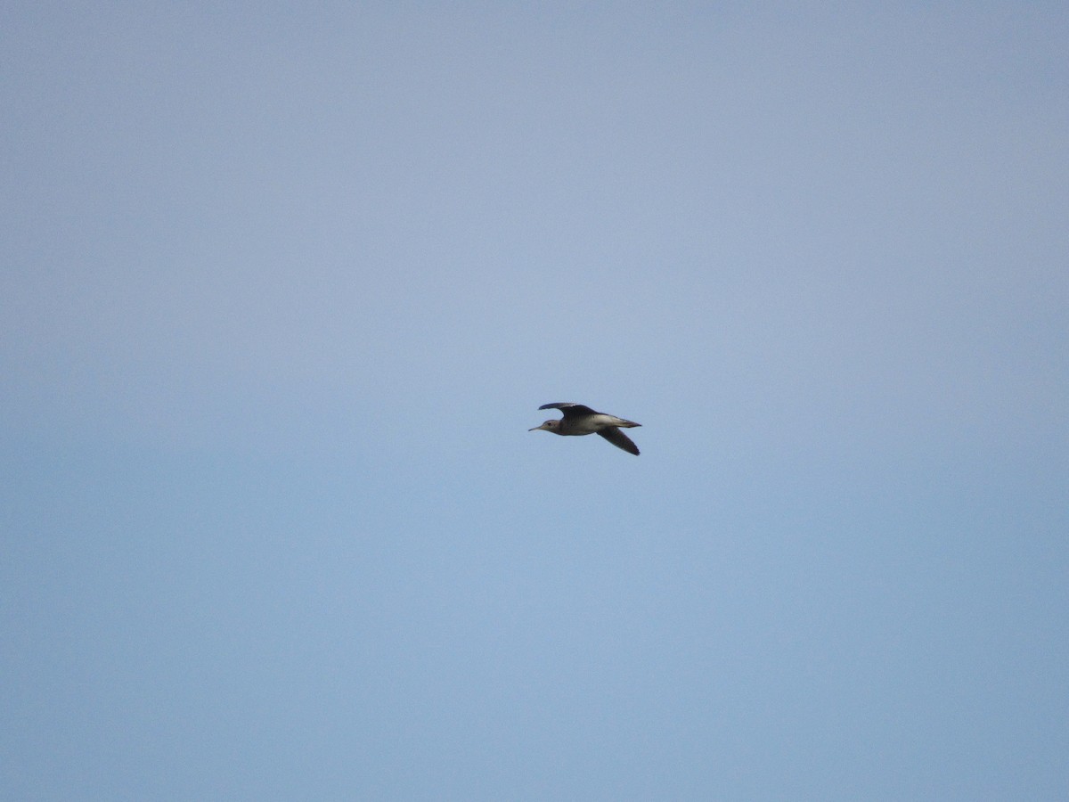 Upland Sandpiper - ML620586420