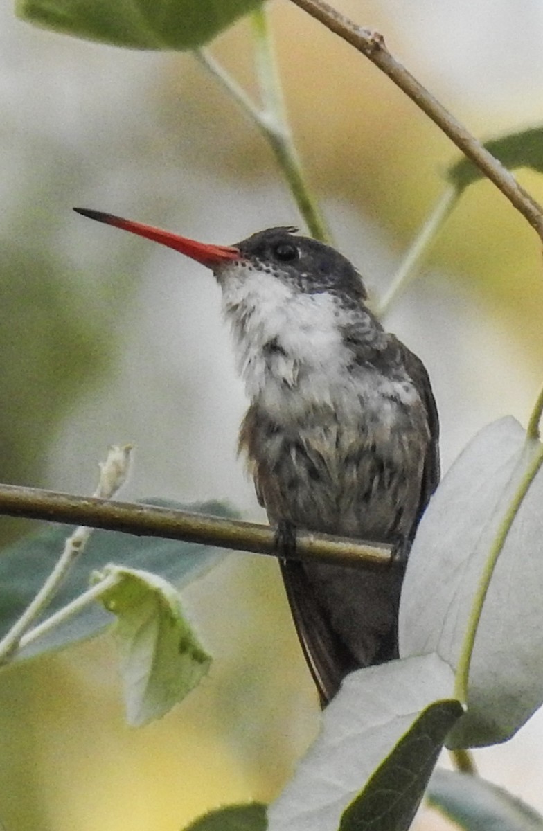 Violet-crowned Hummingbird - ML620586423