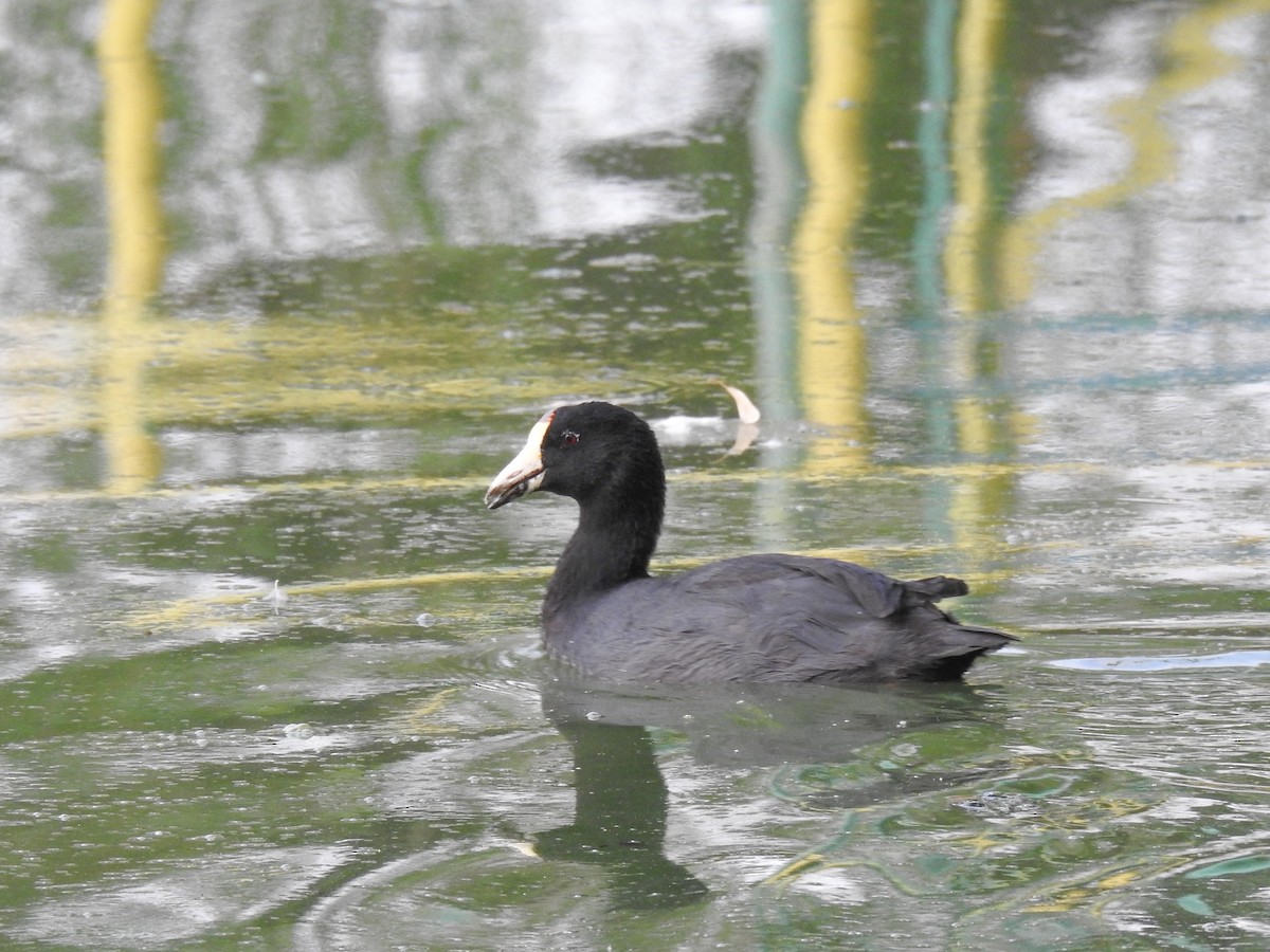 American Coot - ML620586432