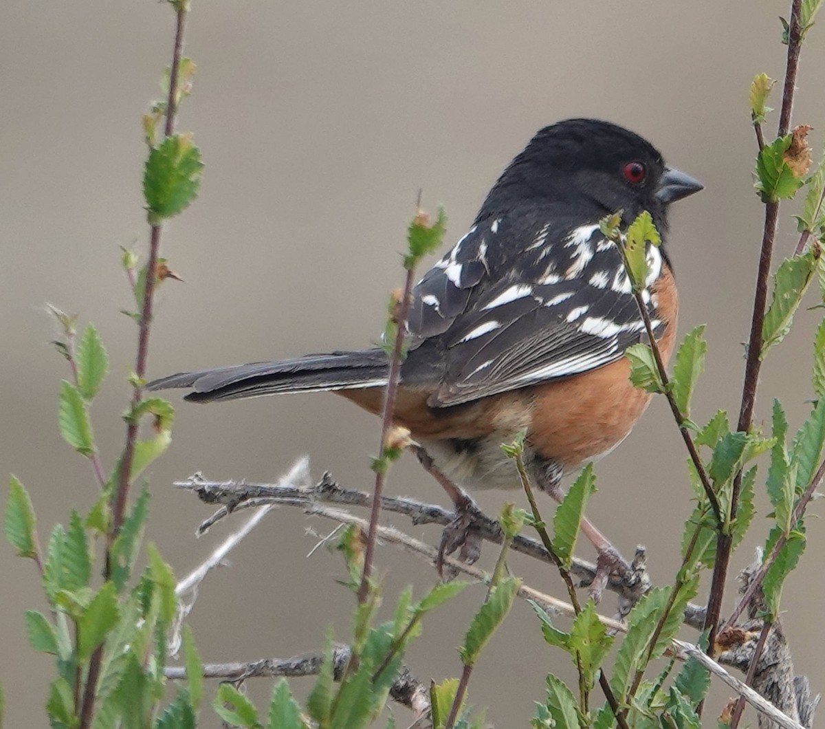 Spotted Towhee - ML620586442