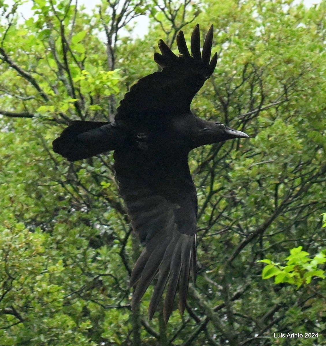 Common Raven - ML620586446