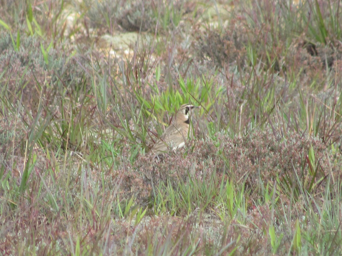 Horned Lark - ML620586451