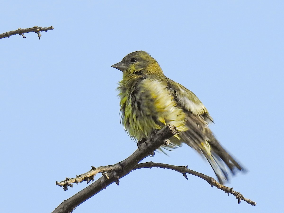 Lesser Goldfinch - ML620586455