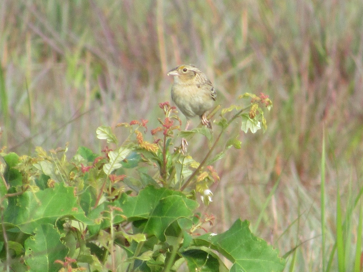 Grasshopper Sparrow - ML620586456