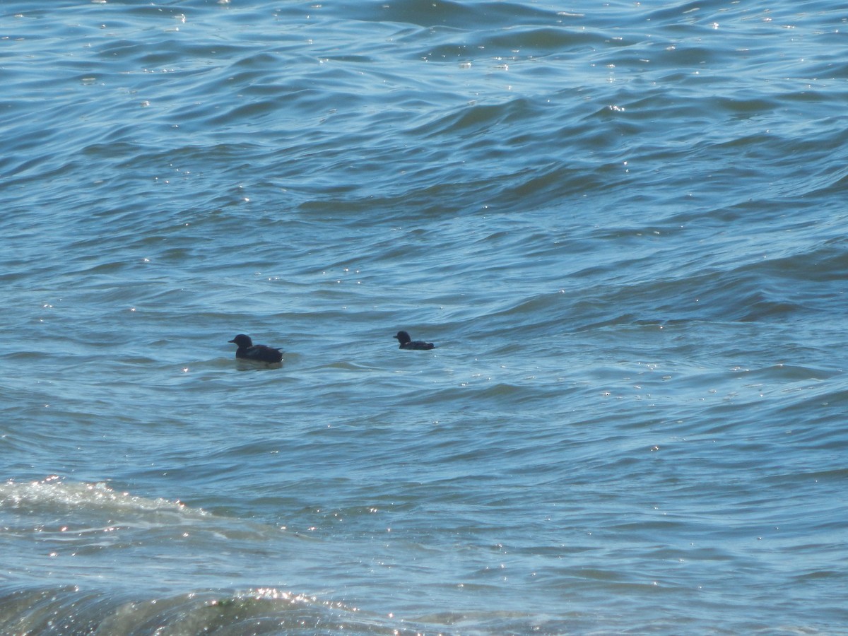 Rhinoceros Auklet - Robin Haight