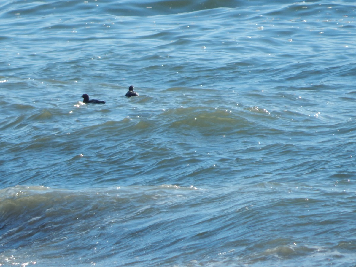 Rhinoceros Auklet - ML620586459