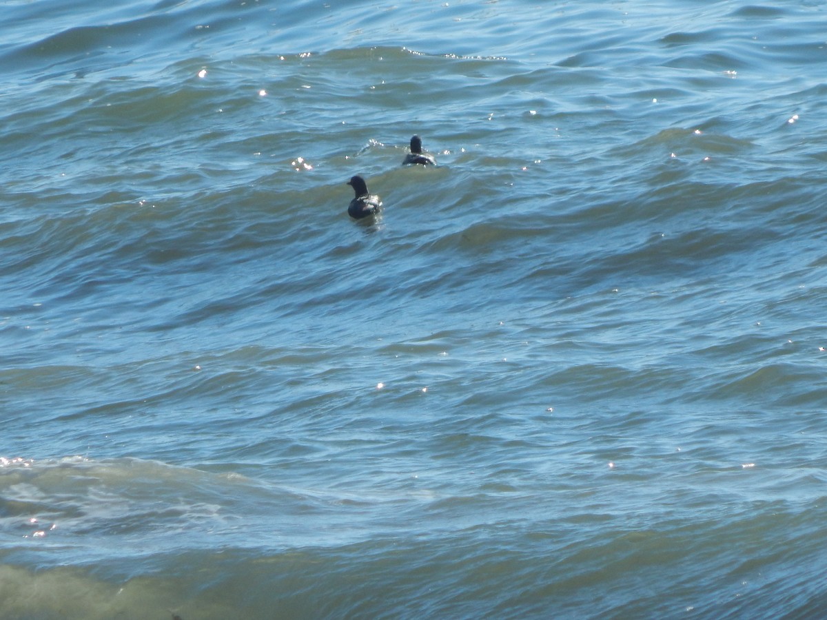 Rhinoceros Auklet - Robin Haight