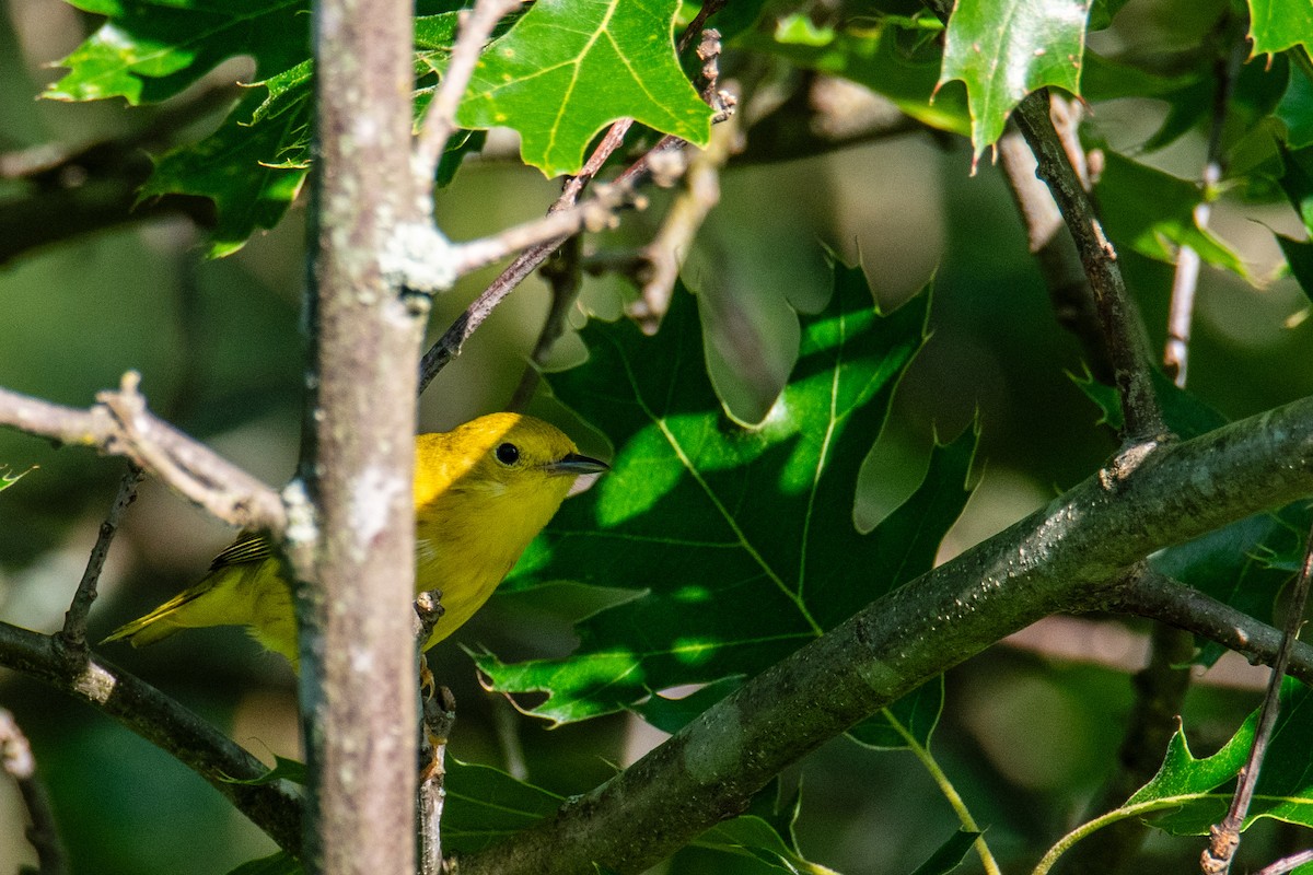 Paruline jaune - ML620586471