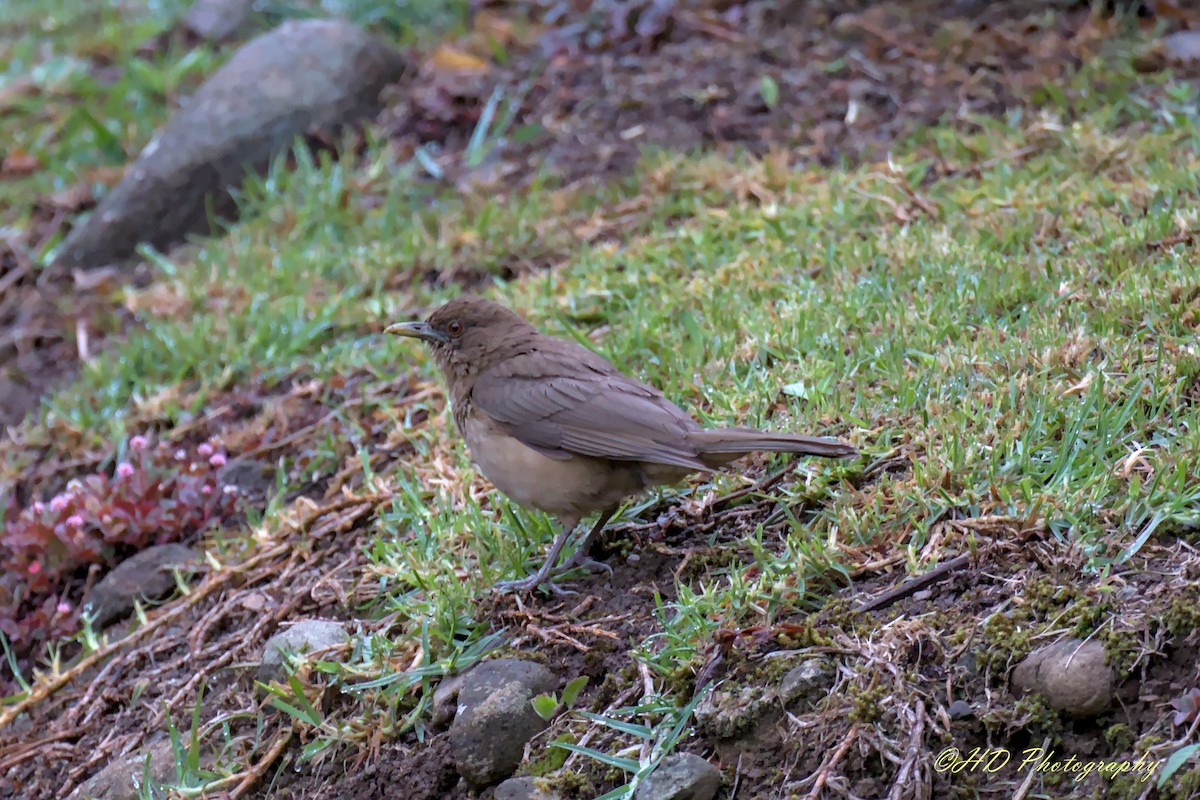 Clay-colored Thrush - ML620586473