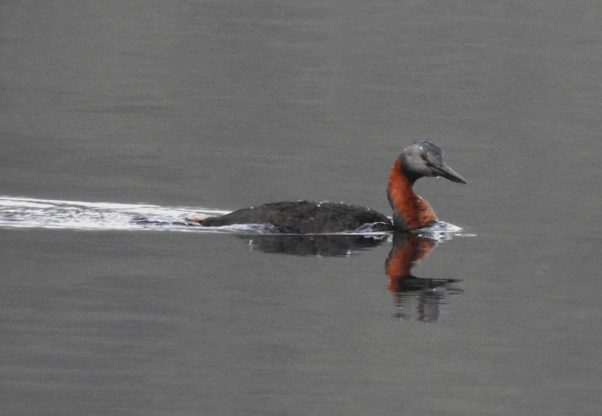 Great Grebe - ML620586483