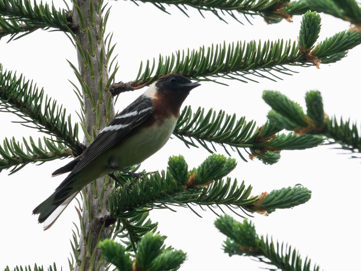 Bay-breasted Warbler - ML620586486