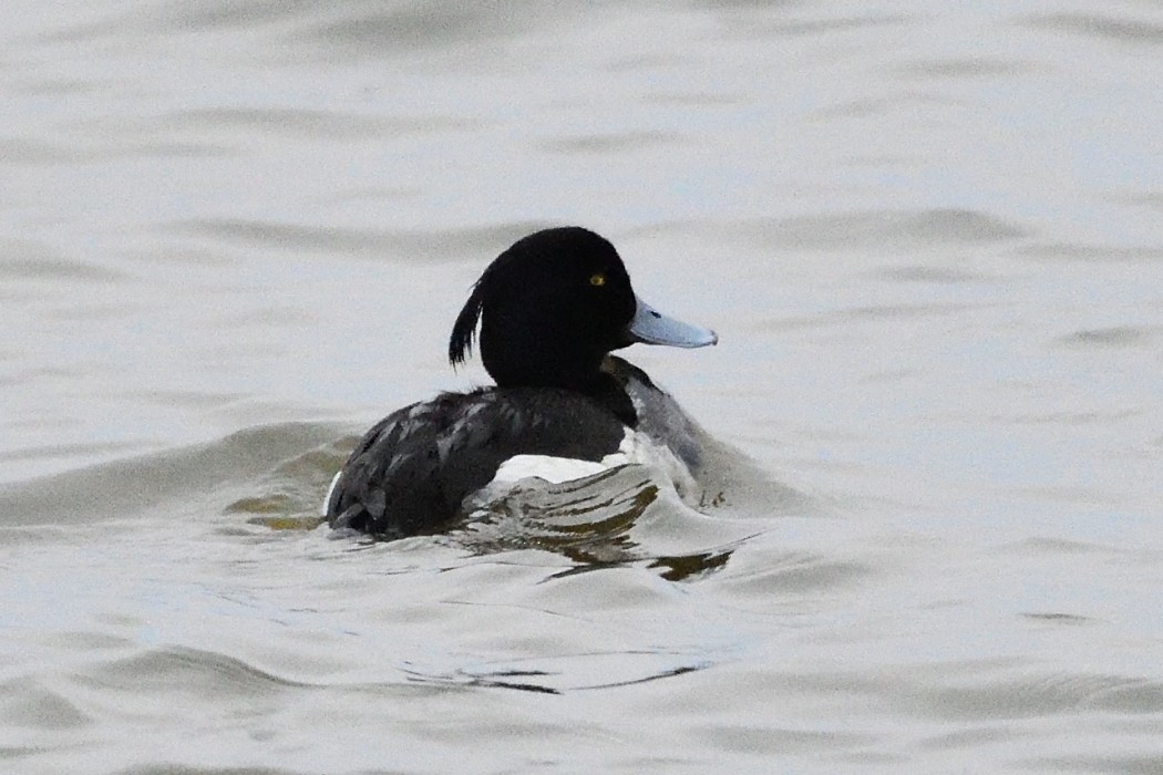 Tufted Duck - ML620586488