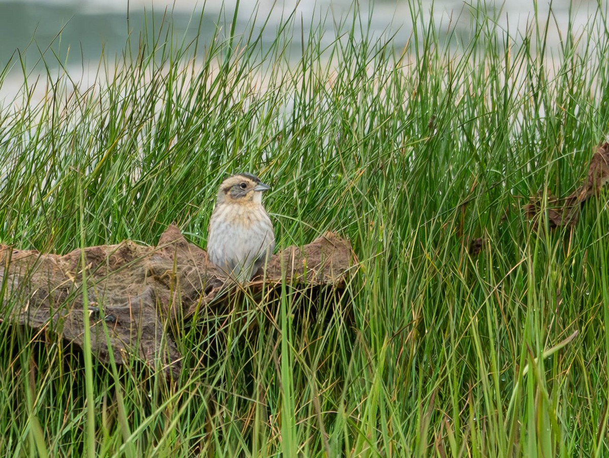 Nelson's Sparrow (Atlantic Coast) - ML620586503