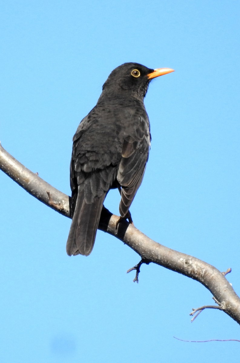 Chiguanco Thrush - ML620586506