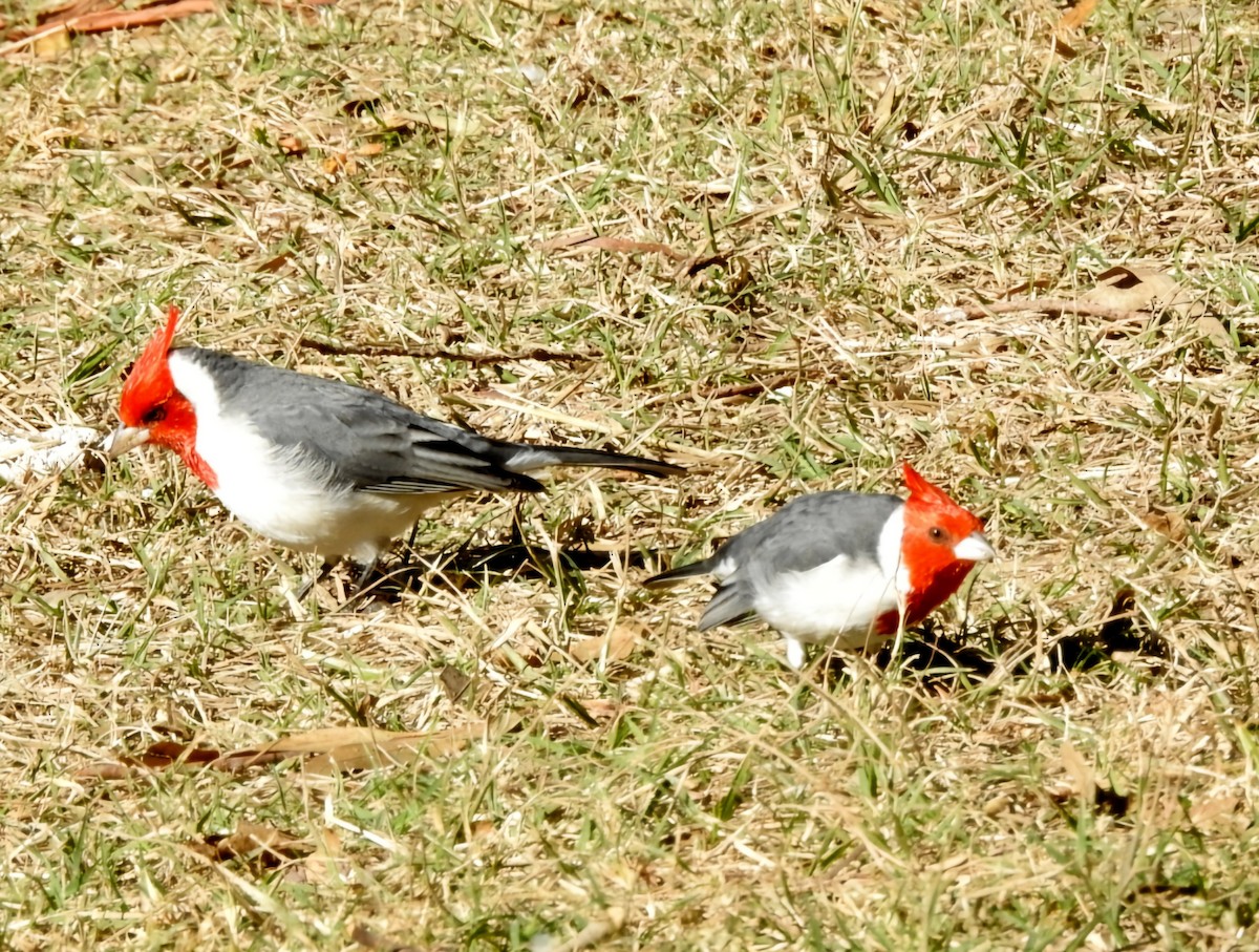 Red-crested Cardinal - ML620586514