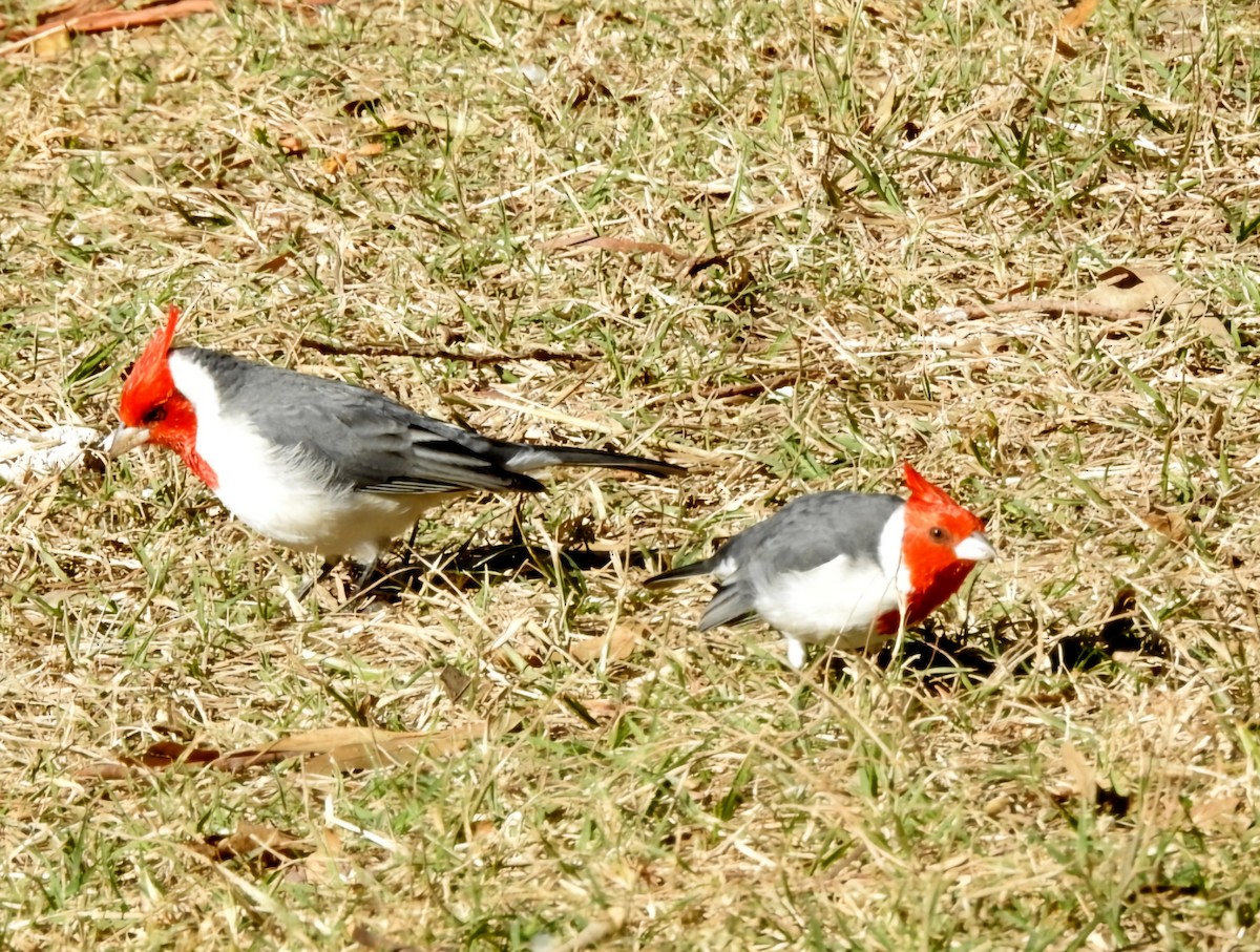 コウカンチョウ - ML620586514